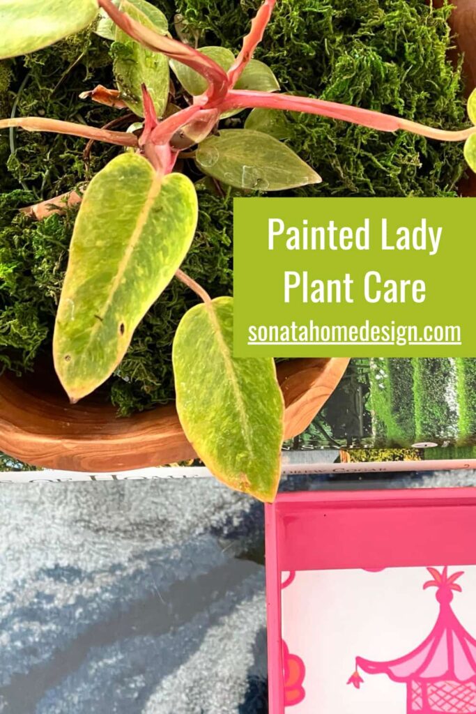 Painted Lady plant care Pinterest pin.
