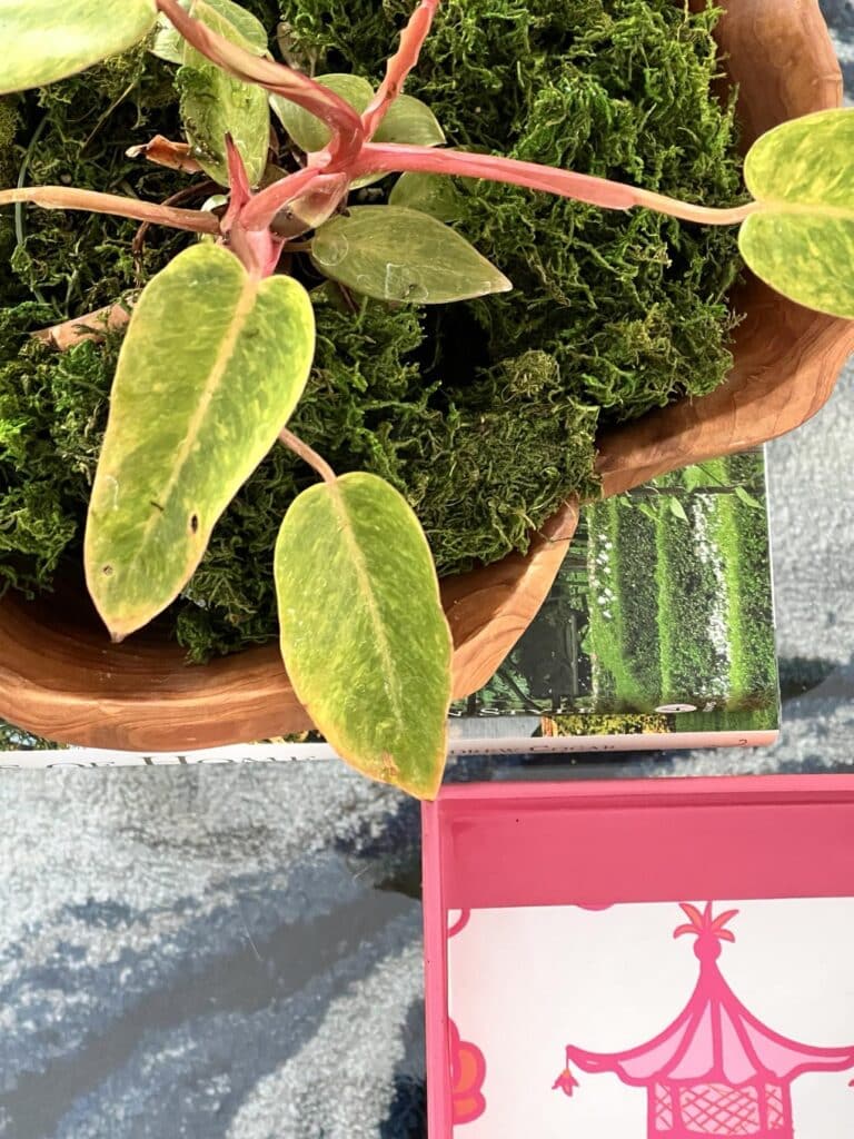 A Philodendron Painted Lady displayed beside a bright pink tray.