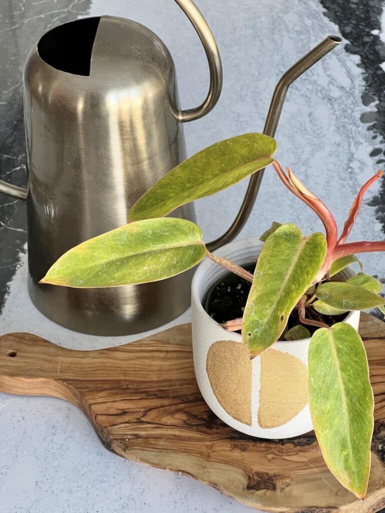 A watering can full of water as part of painted lady plant care.