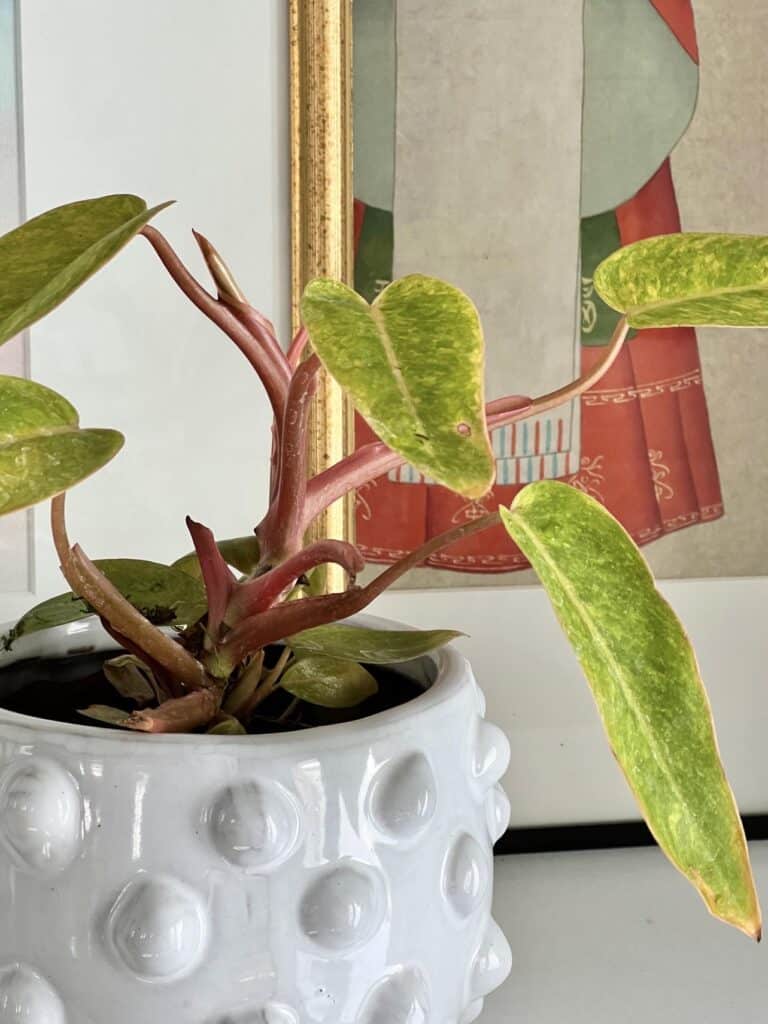 A painted lady philodendron potted in a white planter pot.