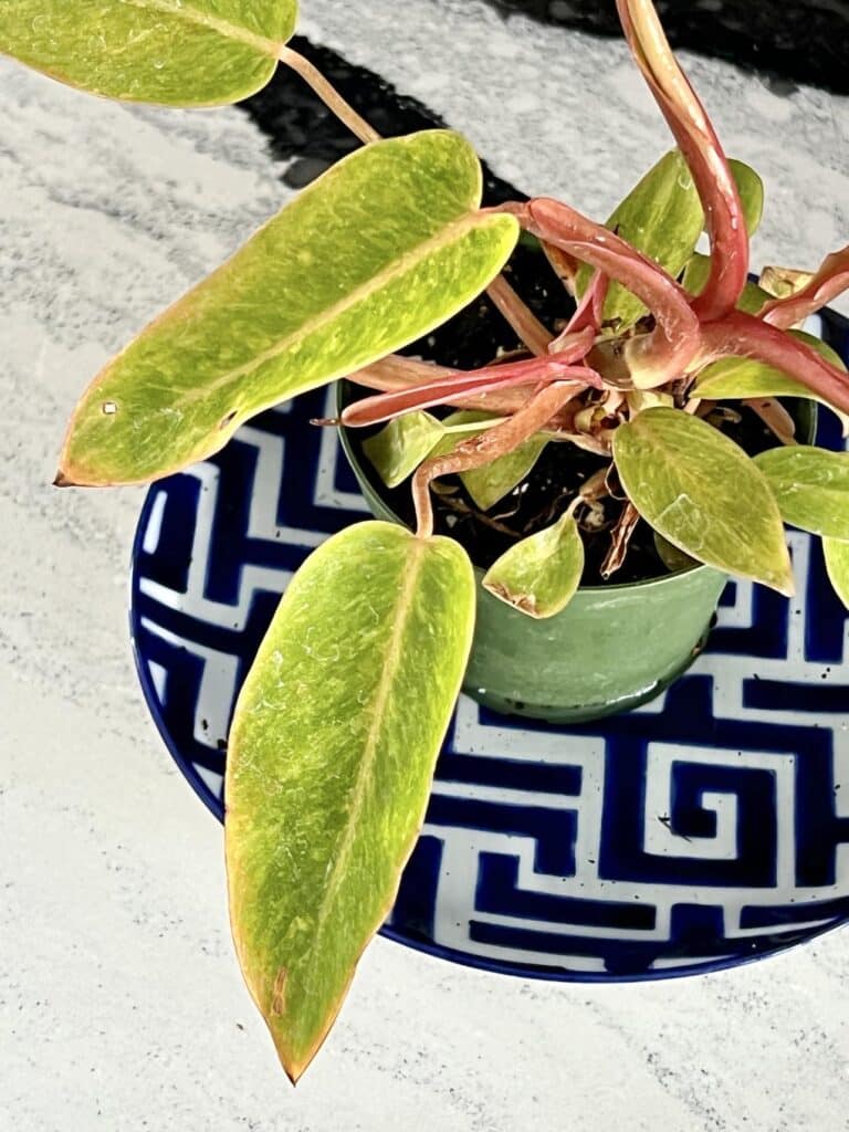 A Painted Lady plant sitting on a shallow plate filled with water for careful moisture.