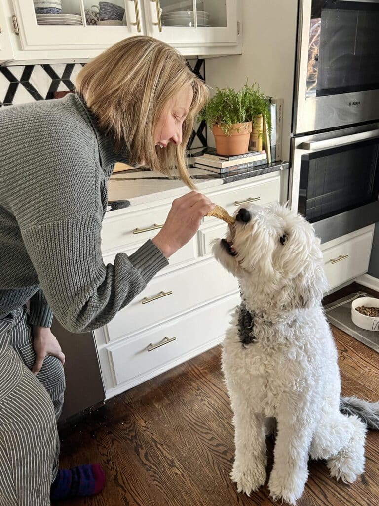 Bentley eating a homemade oatmeal dog treat.