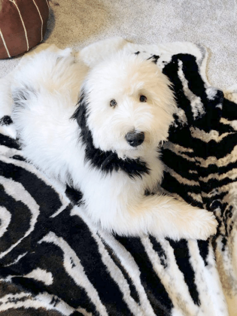 Our dog, Bentley, sitting on a fur rug.