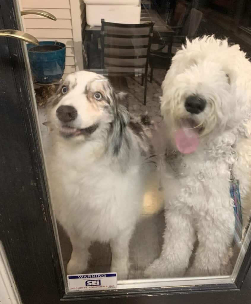 Two dogs looking through the window.