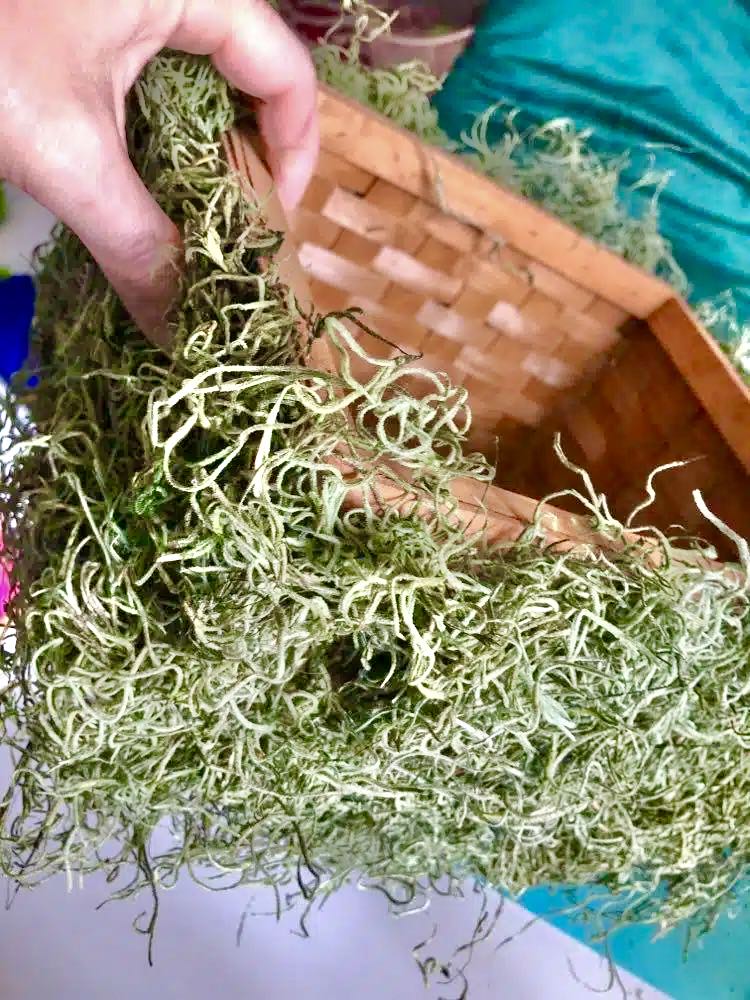 how to make a may day basket by pressing Spanish moss onto the side of a sprayed basket.