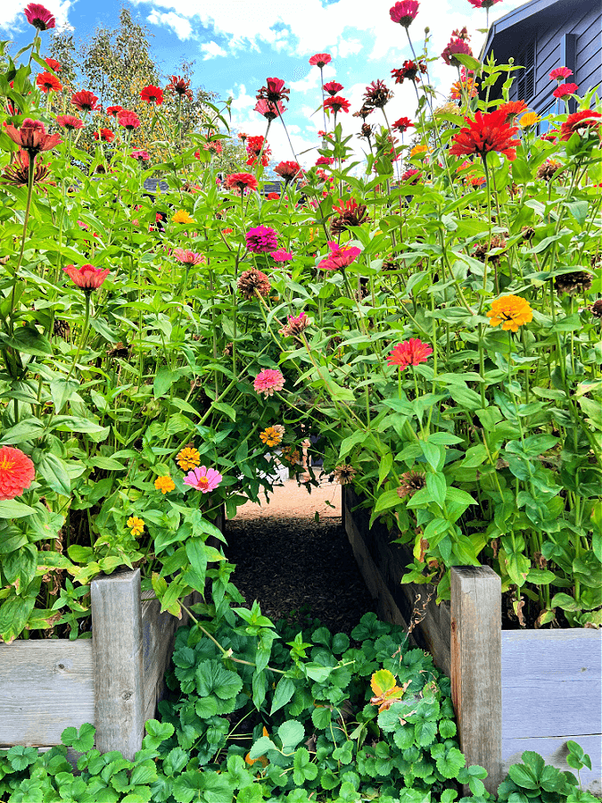 Zinnias by The Tattered Pew
