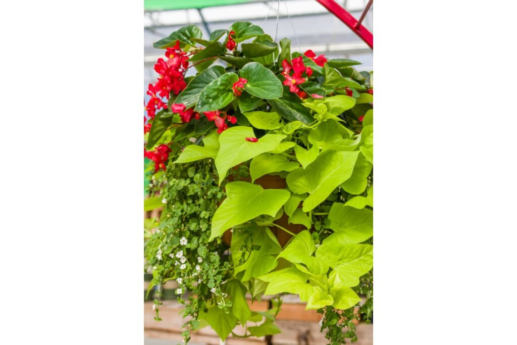 Sweet potato vine plants are one of the best hanging plants for shaded porch.