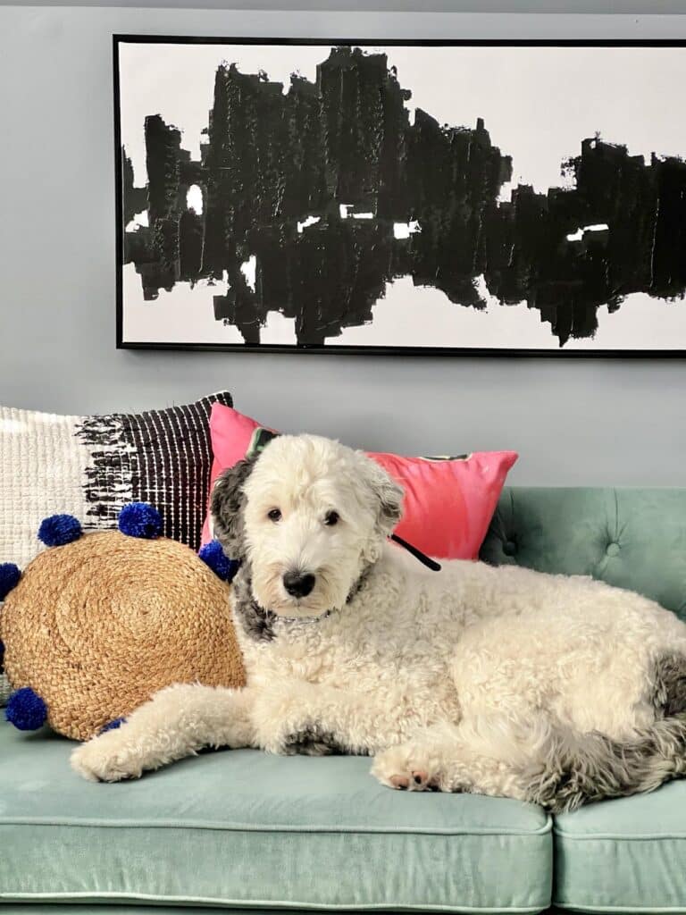 Bentley the dog sitting on a mint colored velvet sofa.