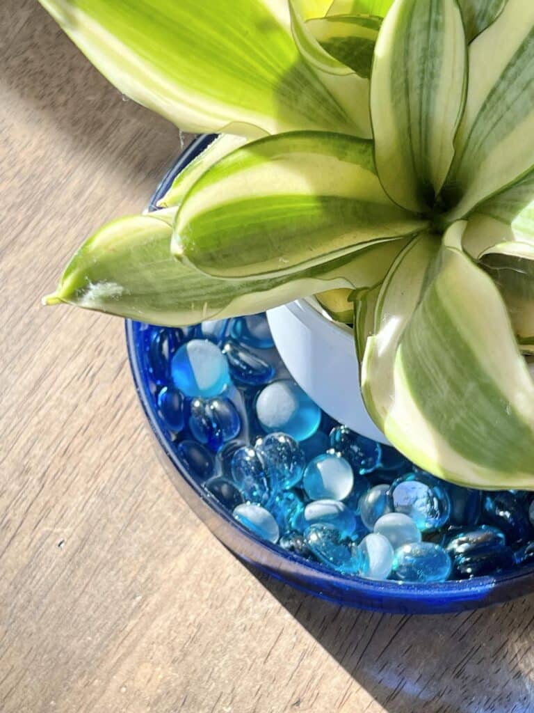 A green plant sitting in a glass stone filled pebble tray.