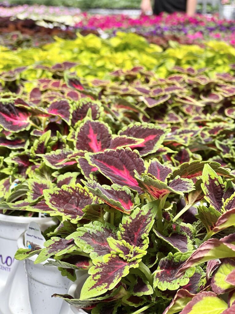 best hanging plants for shaded porch include multi-colored coleus plants.