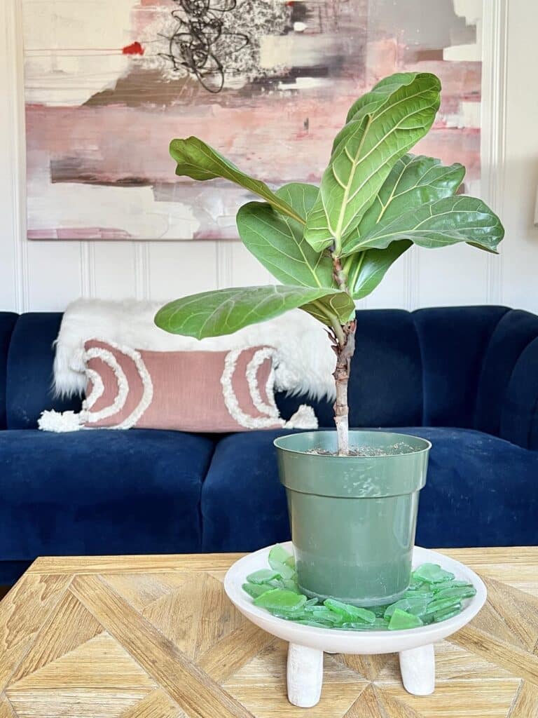 A fiddle leaf fig plant standing on a pebble tray with green beach glass.