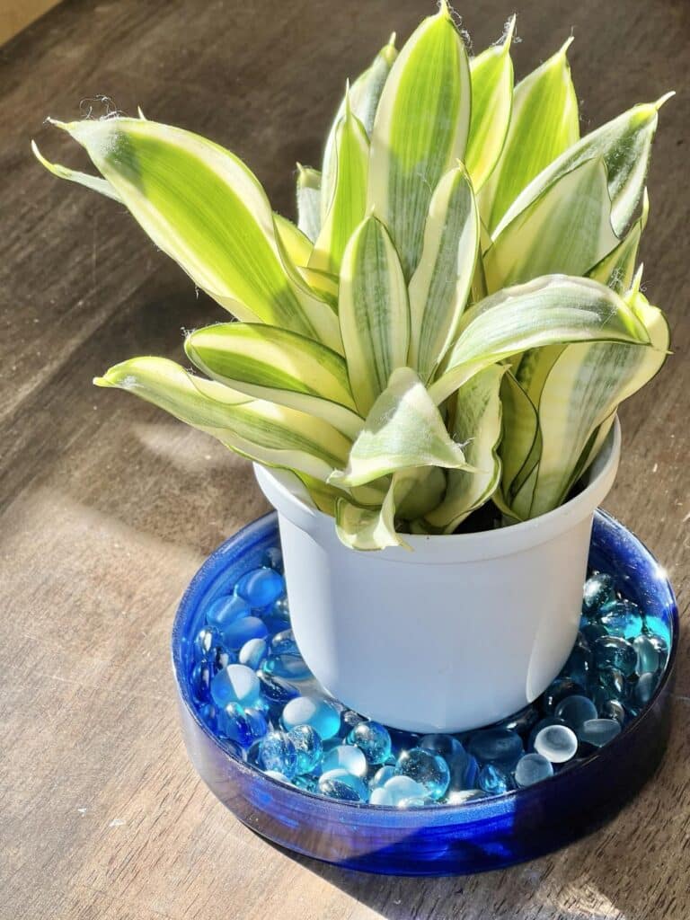 A pebble tray for plants with blue colored glass stones.