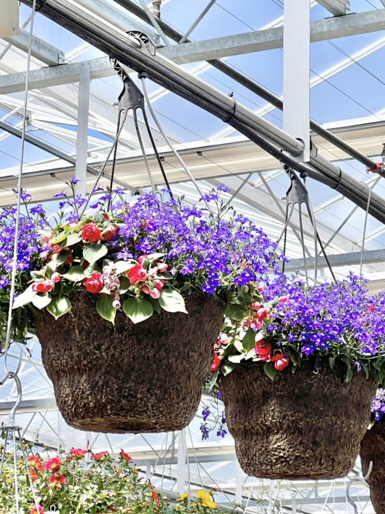 best hanging plants for shaded porch include purple and blue lobelia.