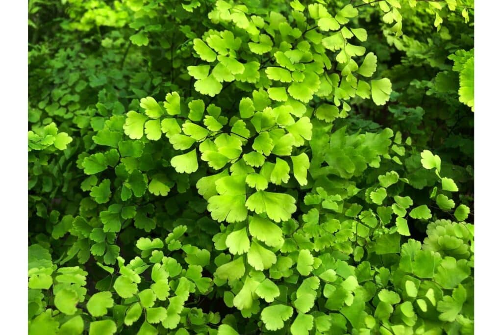 Maidenhair fern for a porch shade loving hanging basket.