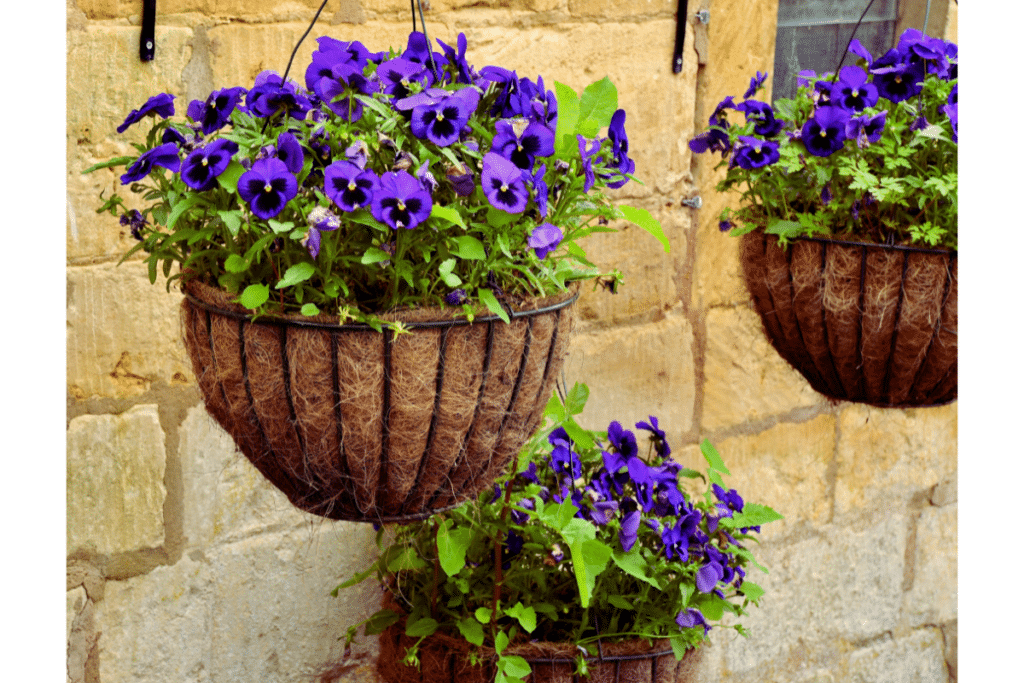 Pansies in hanging baskets.