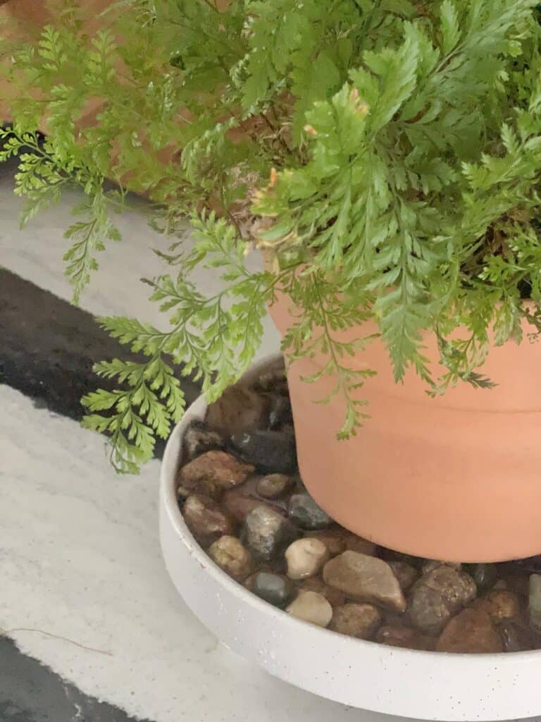  fern plant sitting on a pebble tray filled with river rock.