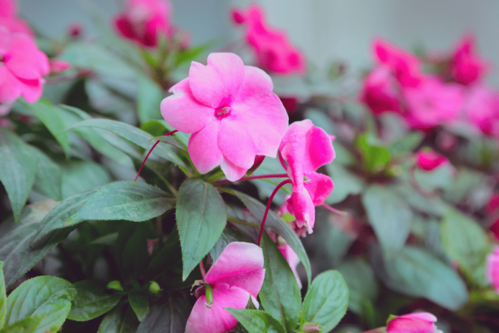 Pink impatiens for shade hanging baskets on the porch.