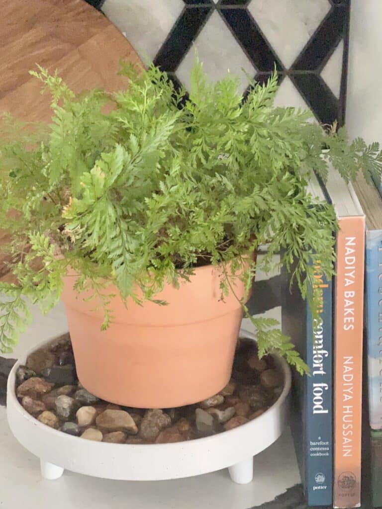 A fern on a pebble tray for plants beside several cookbooks in the kitchen.
