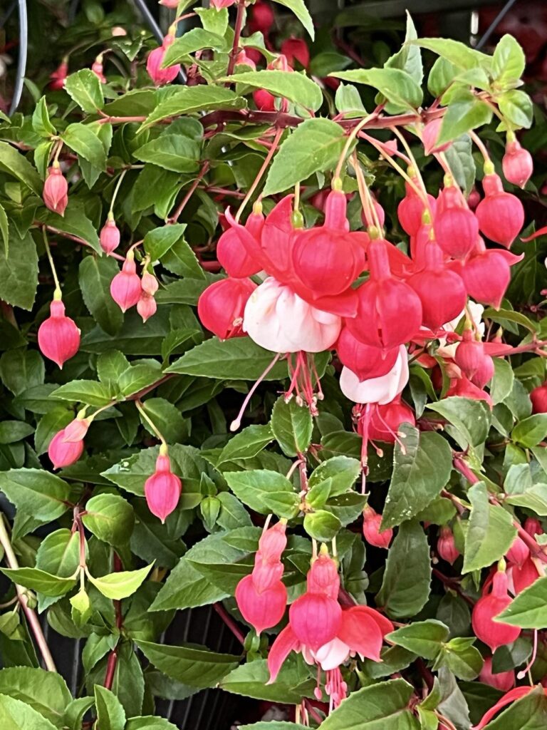 Shade loving fuschia plant for hanging baskets on the front porch.