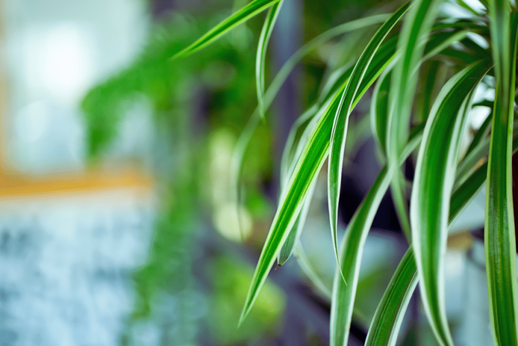 A spider plant is good choice for  best hanging plants for shaded porch