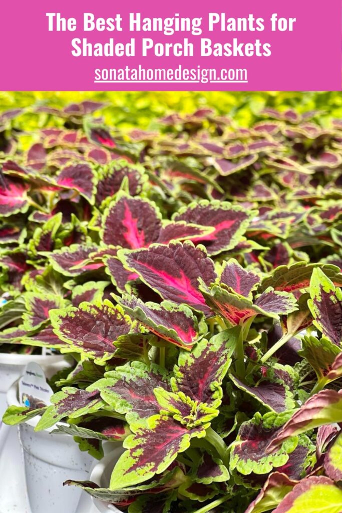 The Best Hanging Plants for Shaded Porch Baskets.