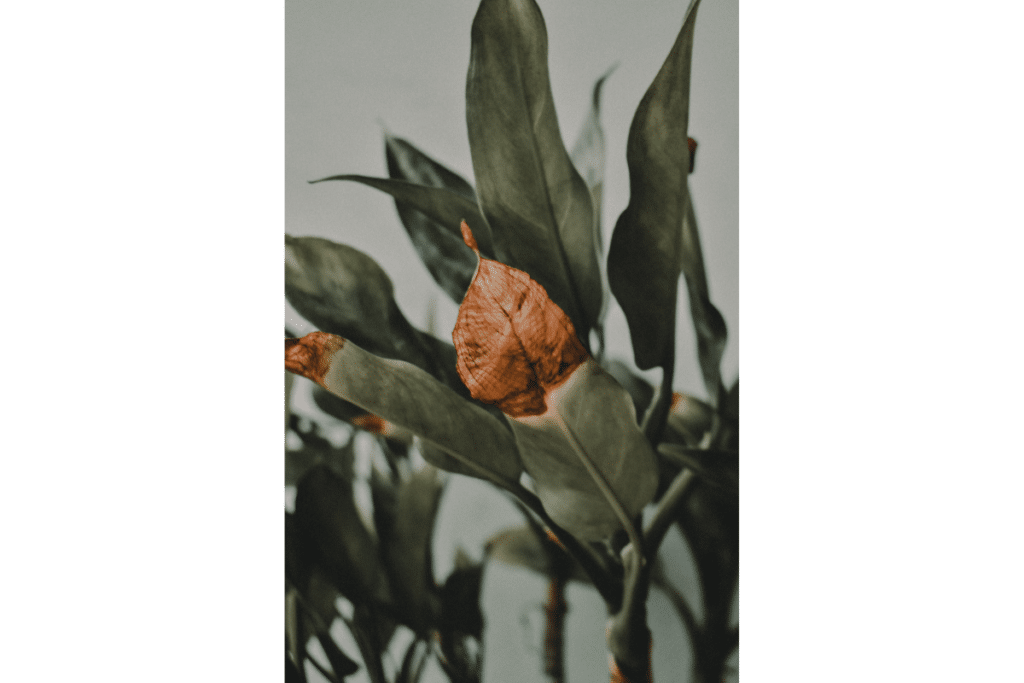 A dry, brown plant leaf.