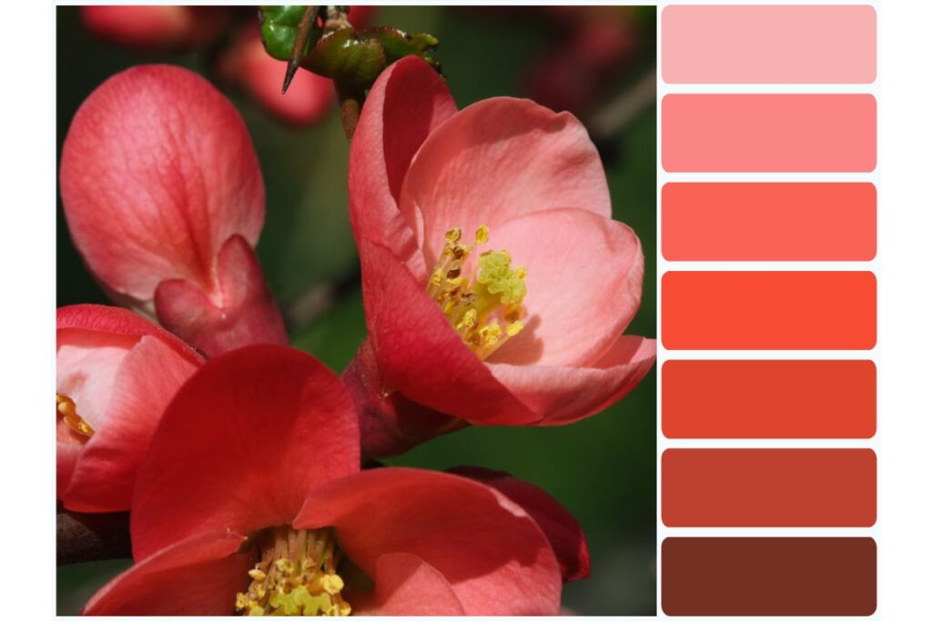 Warm color palette for color in the garden.