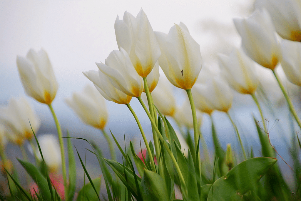 white tulips