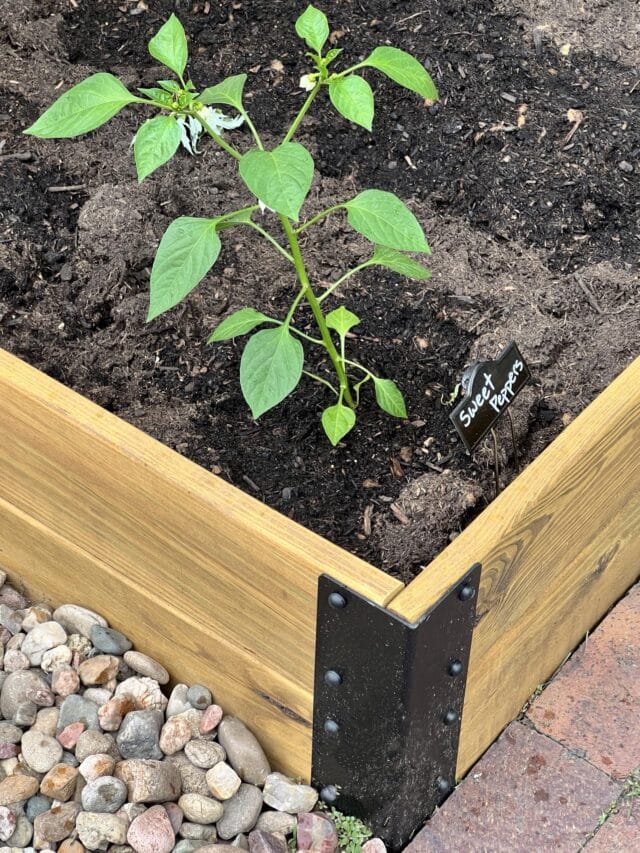 cropped-Corner-of-raised-garden-bed-Sonata-Home-Design.jpg