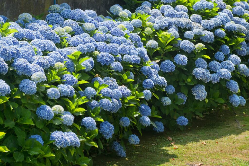 Blue hydrangeas
