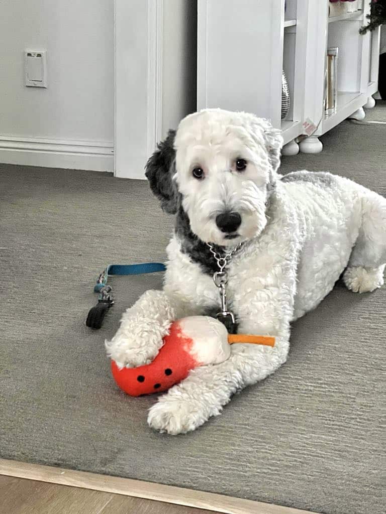 Sonata Script – Bentley’s Next Chapter: A Loving Home, A Bittersweet Goodbye
