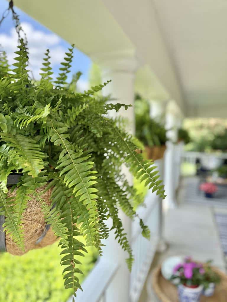 Hanging fern on a front porch.