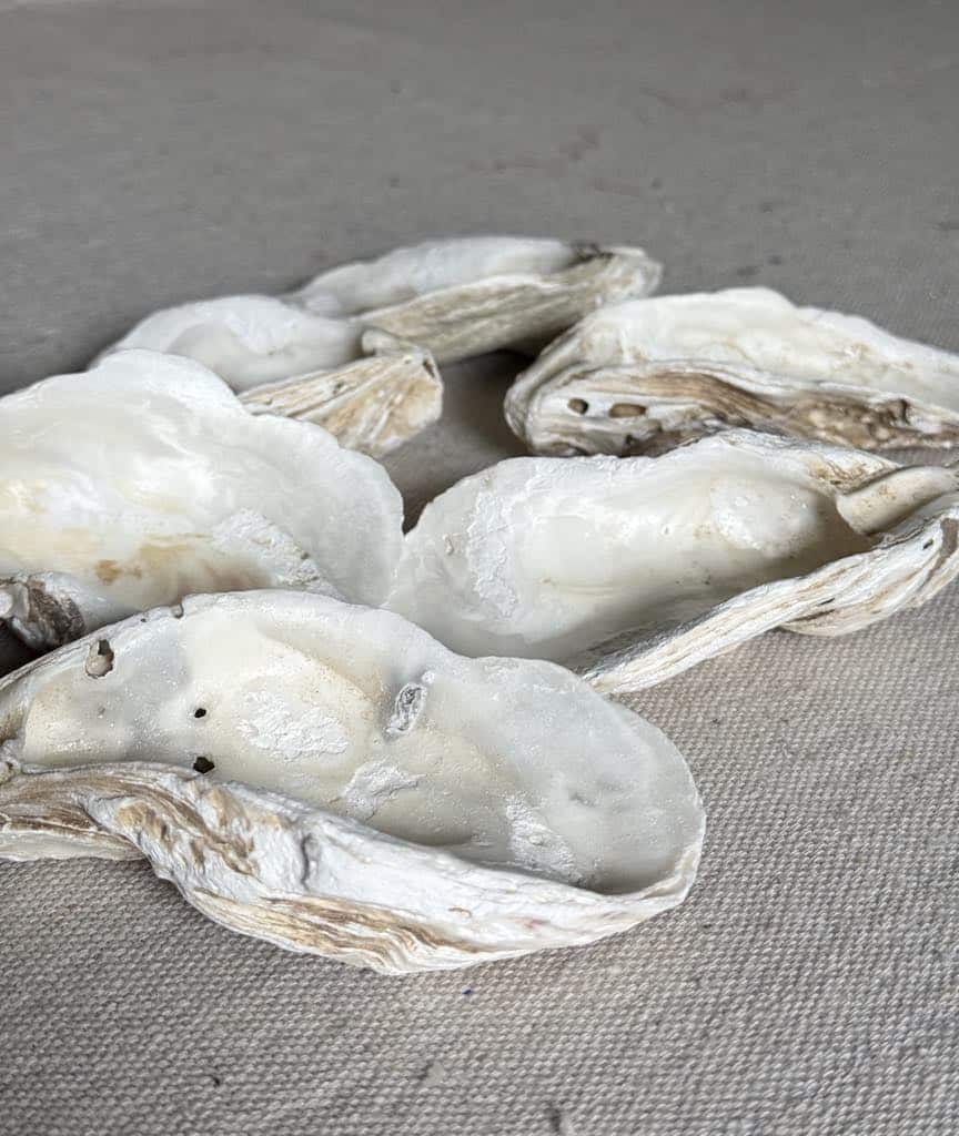 Six oyster shells.