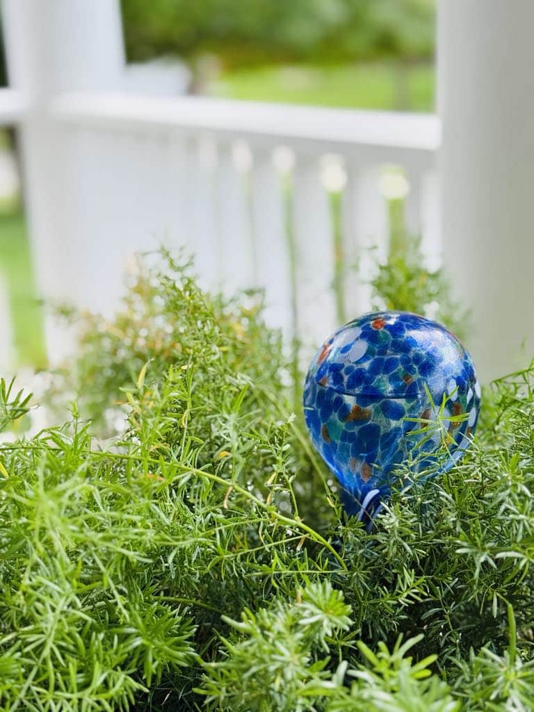 Blue water globe in fern plant.