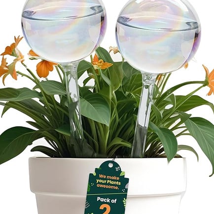 Clear water globes for plants from amazon.