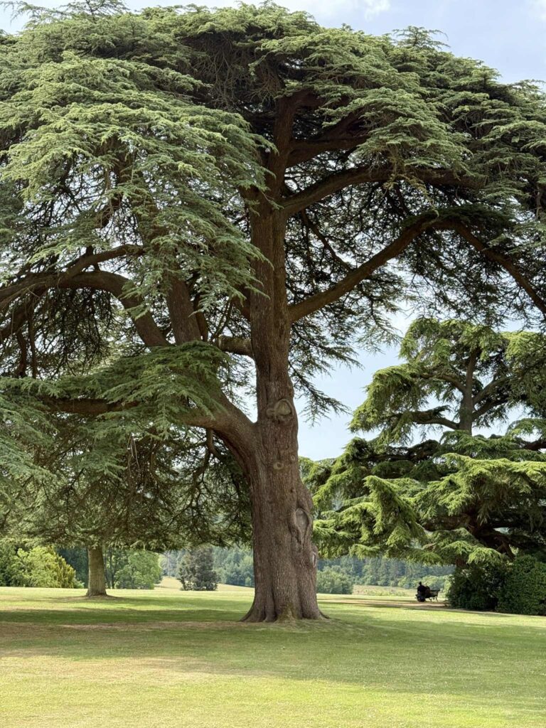 A large tree.