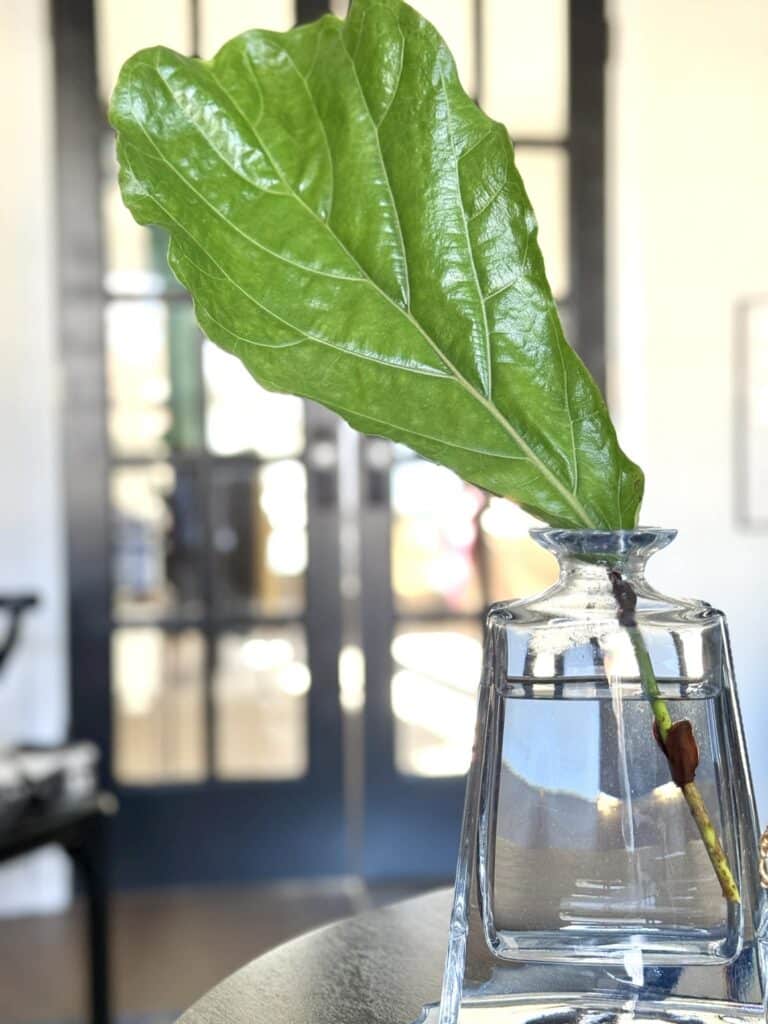 A single fiddle leaf fig leaf placed in a glass decanter for propogation.