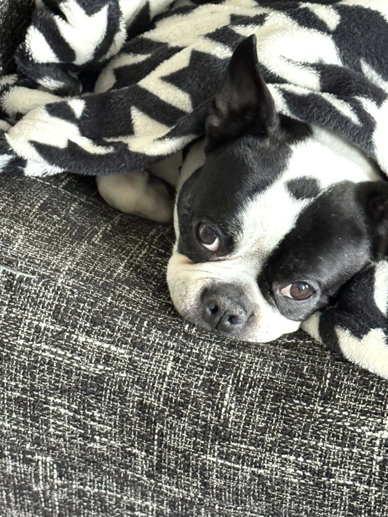 Sonata Script #30 – Love at First Wag