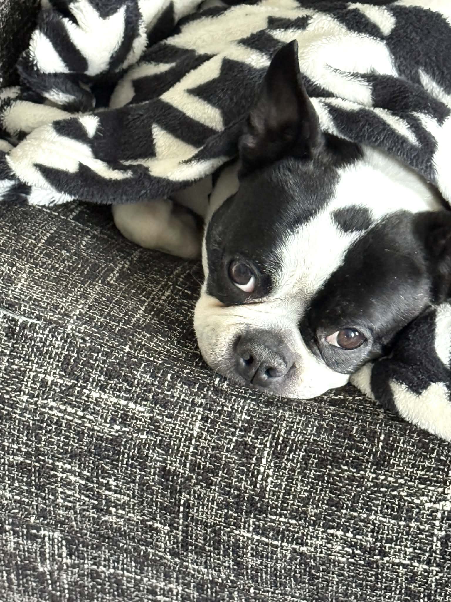 Sonata Script #30 – Love at First Wag