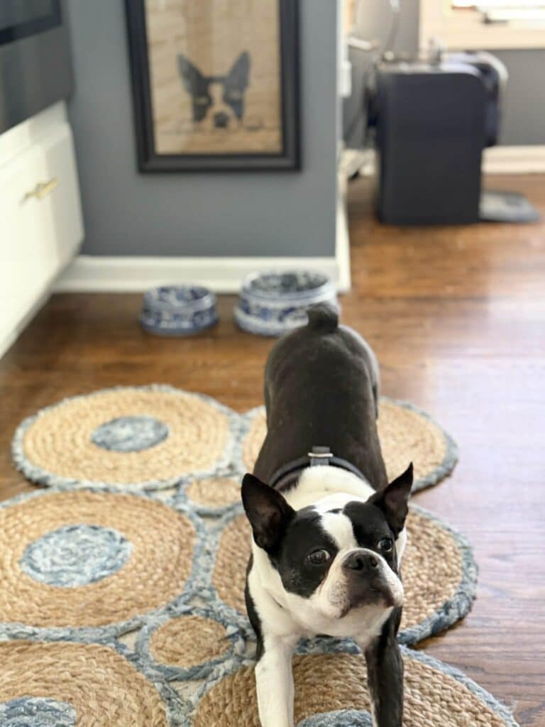A dog stretching his legs.