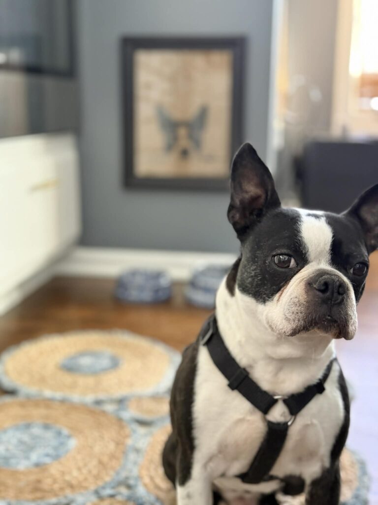 A dog beside his paper bag art likeness.