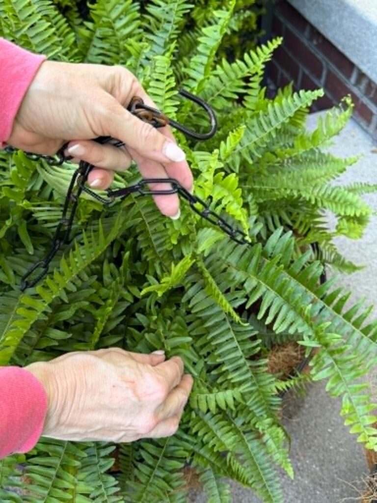 Placing a potted fern into a hanging basket.