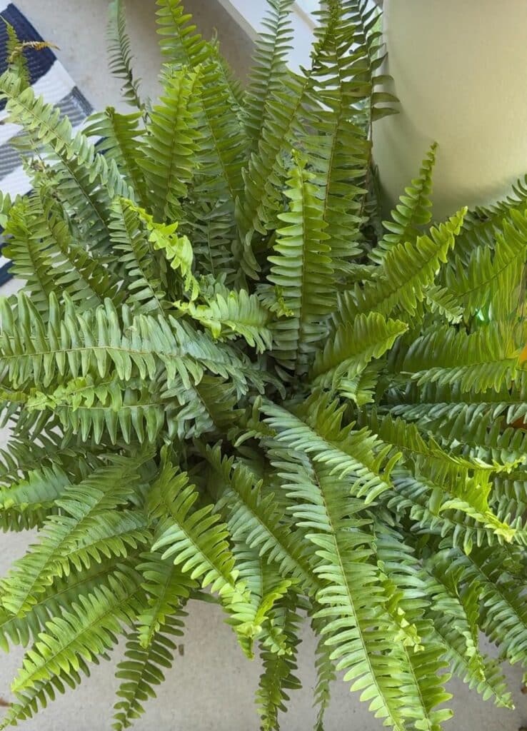 A potted fern plant.
