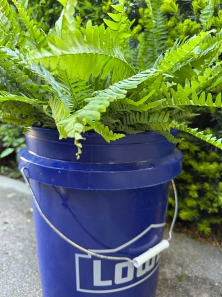 Soaking a fern in a bucket of water.