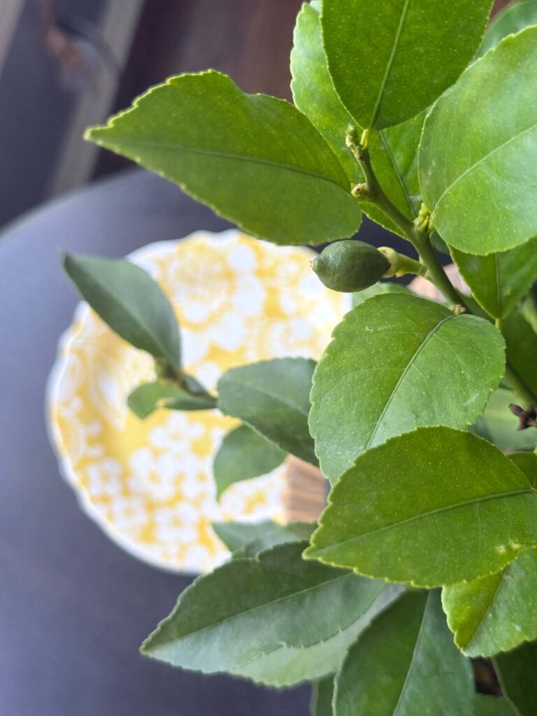 A potted lemon tree in the kitchen.
