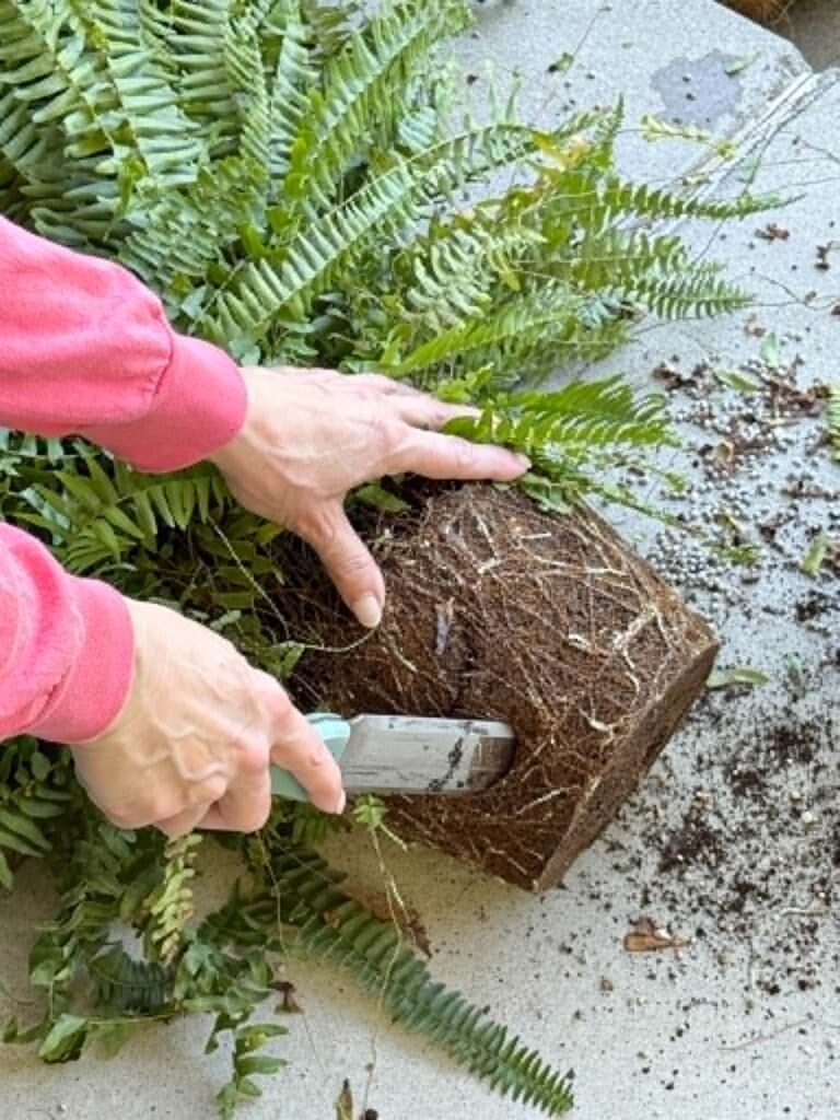Prepping a hanging fern basket by cutting through root-bound plant.