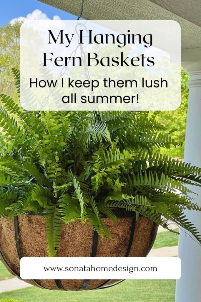 A front porch hanging fern basket.