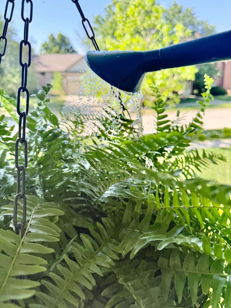 Watering a hanging fern basket daily.