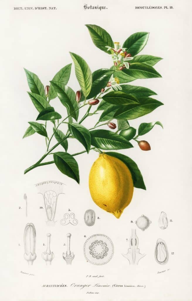 A botanical lemon art print.
