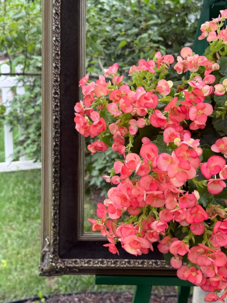 Trailing begonias framed in an old picture frame and sitting on a wood easel.